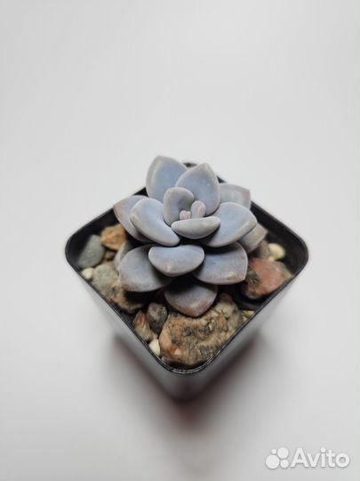 Суккуленты 1