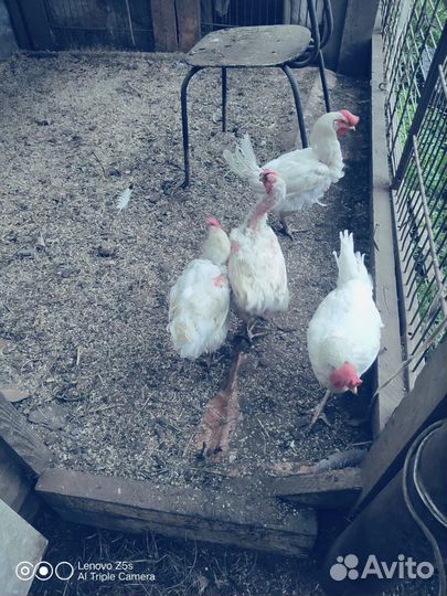 Куры несушки продам