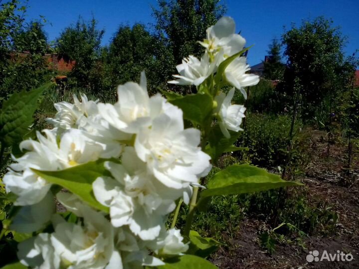 Лучшие саженцы Сибири и И.М. Мясникова