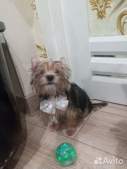 Йоркширский терьер девочка