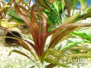 Аквариумные растения в вабикусах 120 л.и 250 л