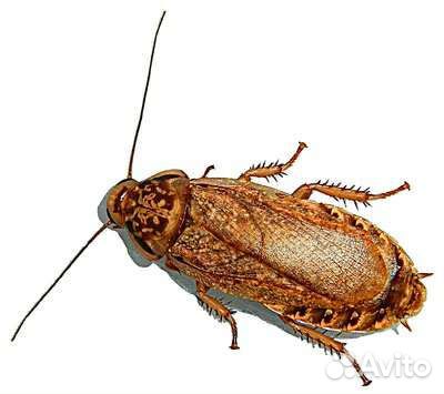 Мраморные тараканы для рептилий