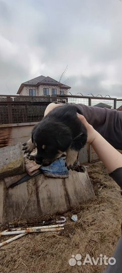 Щенки в добрые руки