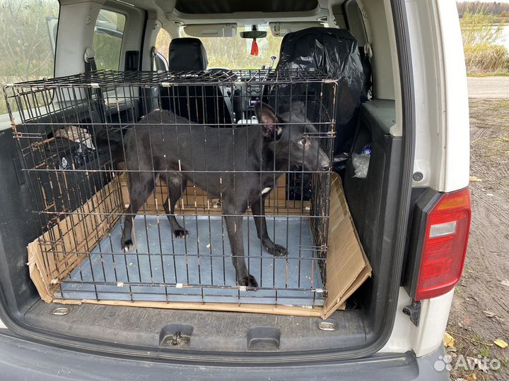 Перевозка домашних животных, ZOO Такси Ярик