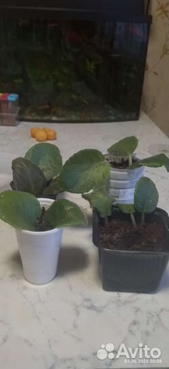 Юкка, фикус, фиалки