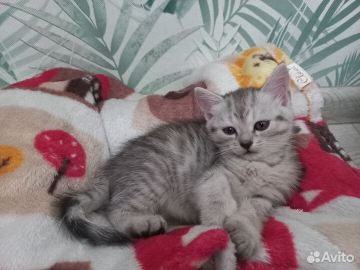 Котик в дар