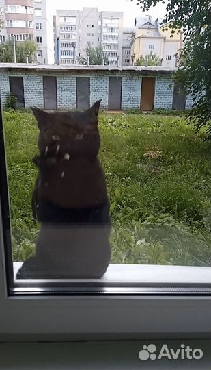 Кот в добрые руки