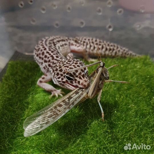 Кормовые насекомые. Сверчки банановые. Саранча