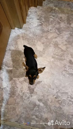 Щенки русский той-терьер