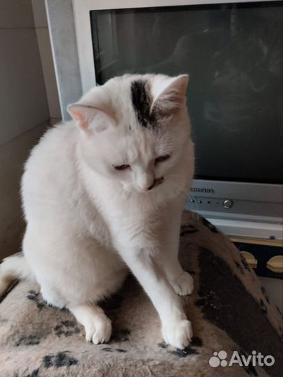 Котик- подросток 7 мес