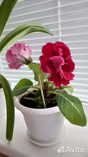 Продается глоксиния цветок