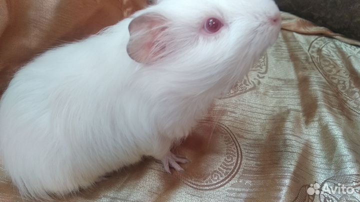 Морские свинки