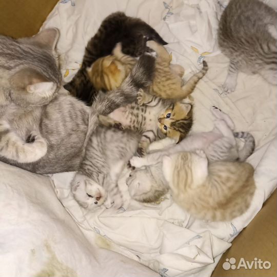 Шотландские котята