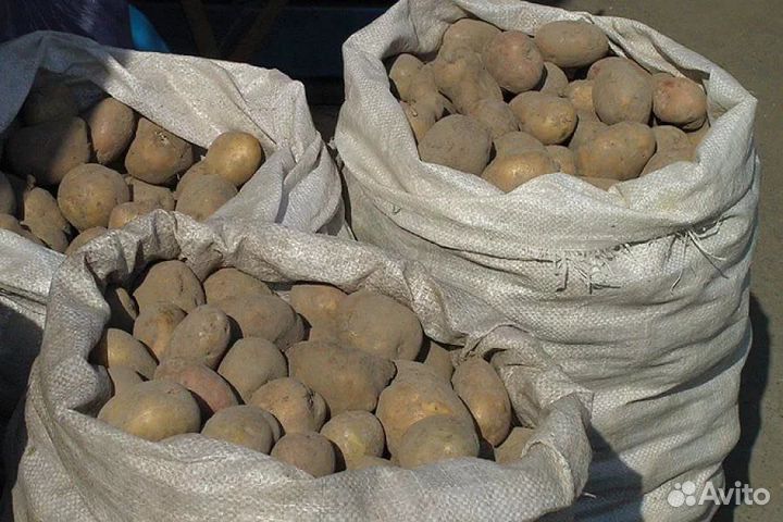 Лук, картофель