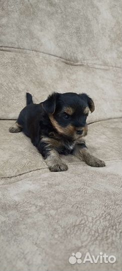 Йоркширский терьер щенки