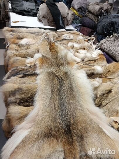 Шкурки койот, луговой волк