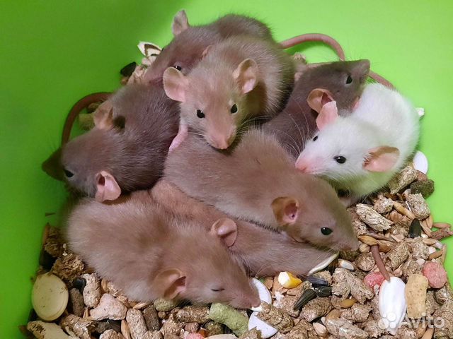Крысы. Крысята. Питомник Дамбо
