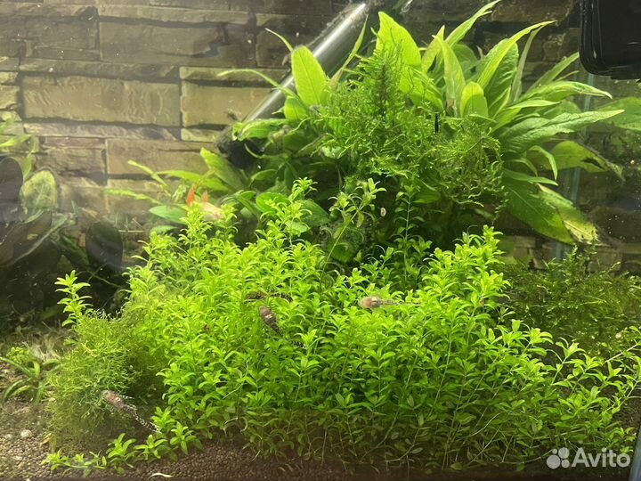 Креветки аквариумные Блю Дрим