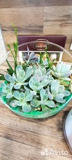 Суккуленты