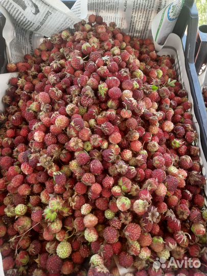 Лесная клубника