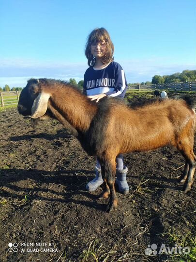 Нубийский козел