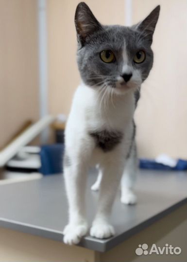 Кошка