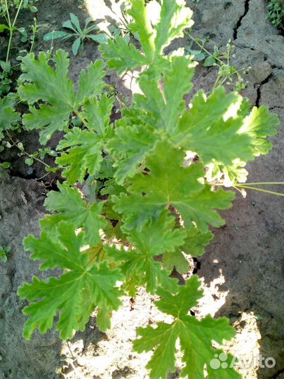 Пеларгония герань сортовые