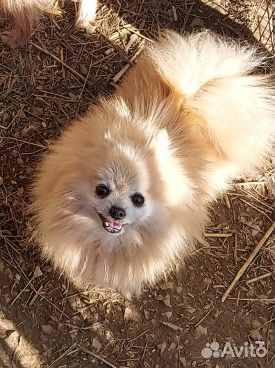 Много красивых шпицов