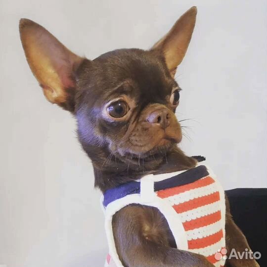 Вязка чихуахуа