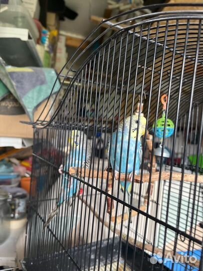 Волнистый попугай и неразлучники