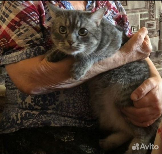 Новый сирота