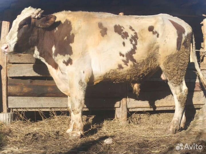 Бык на племя