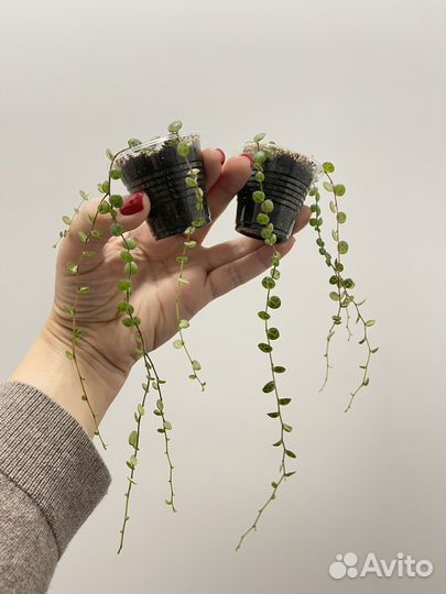 Пеперомия прострата