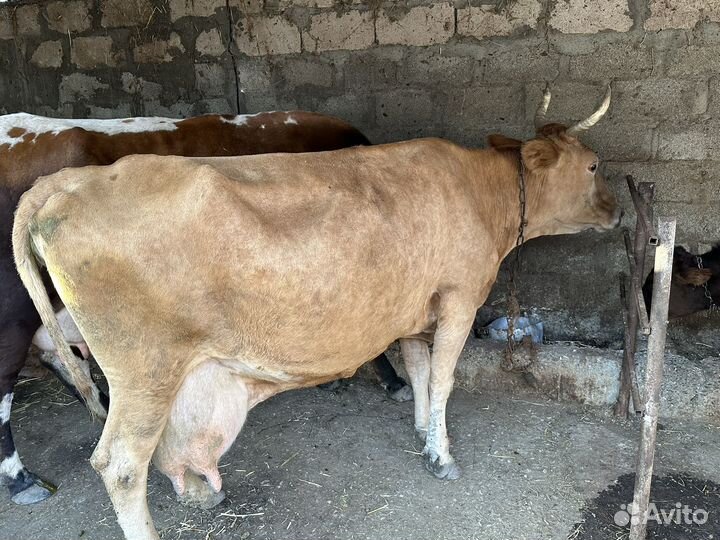 Корова дойная