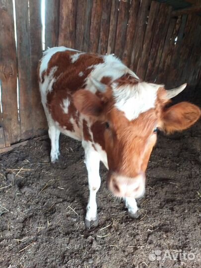 Коровы дойные молочные