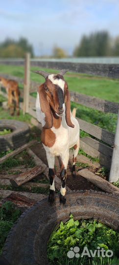 Козочки нуб-камори