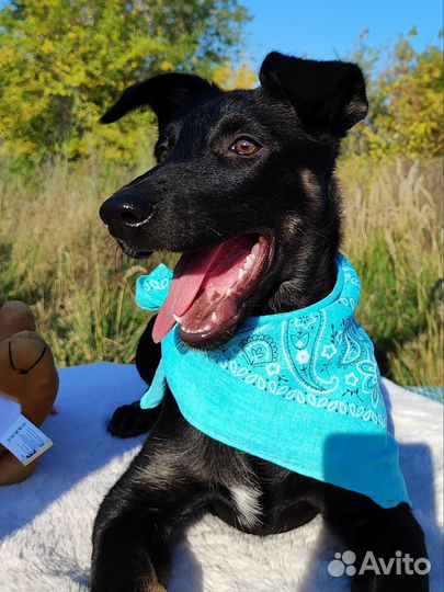 Щенок Яночка