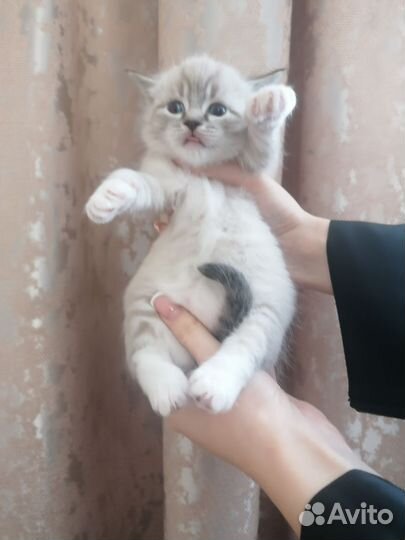 Кошечка 1000р