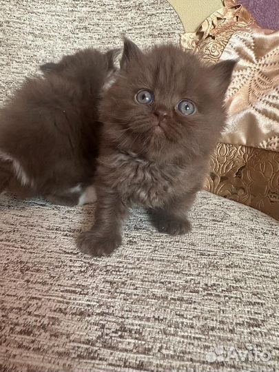 Британские котята