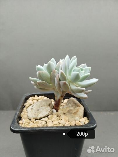 Суккуленты Пахиверия Шейдекери