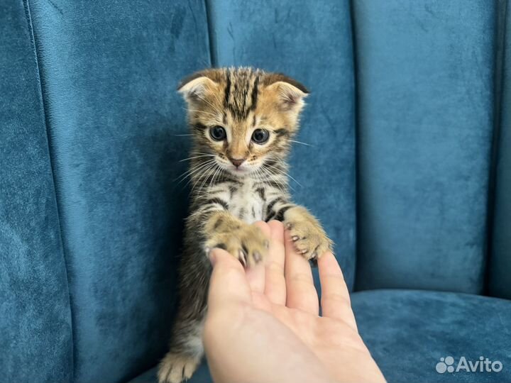 Котята в добрые руки даром