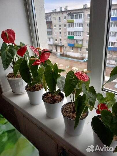 Комнатные цветы Антуриум