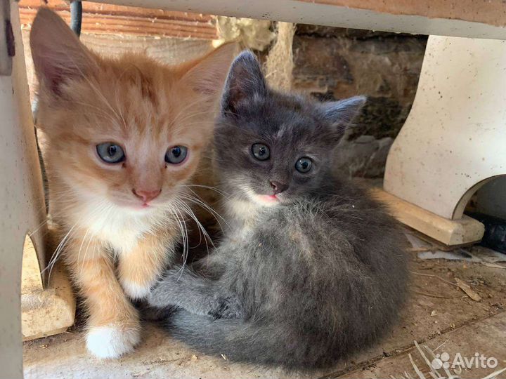 Котята в добрые руки