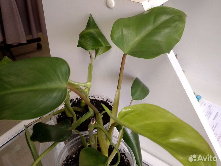 Филодендрон