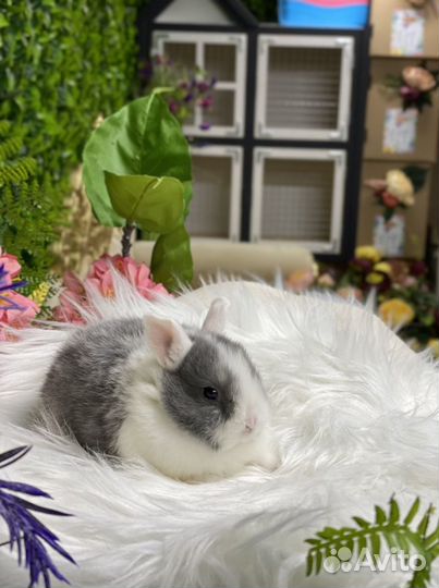 Кролик белоухий, карликовый