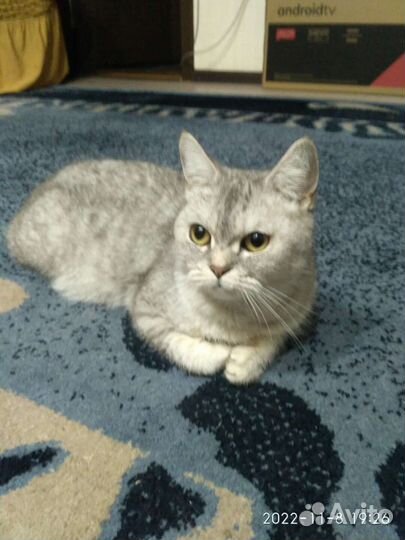 Британская