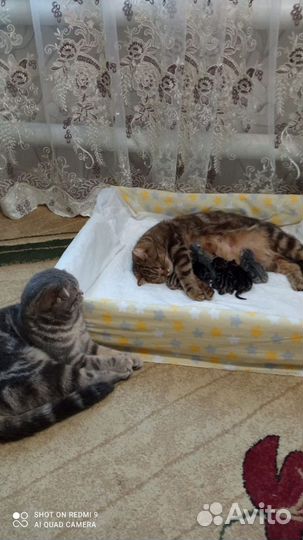 Шотландские котята