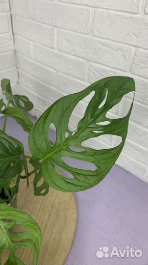 Монстера адонсона