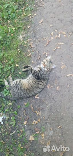 Найден домашний кот