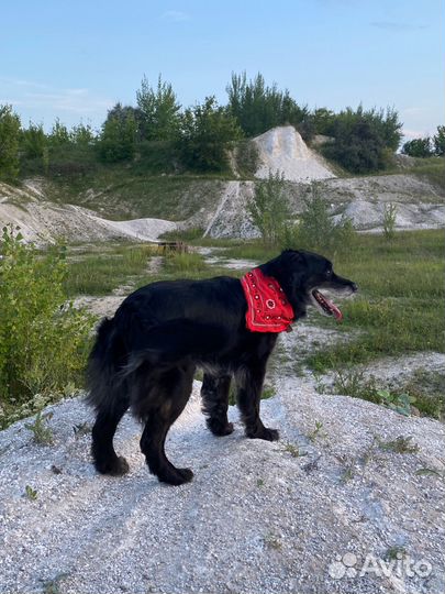 Собака девочка